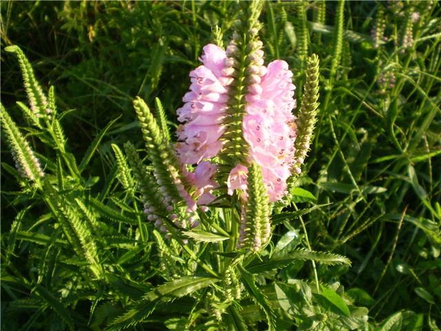 horti